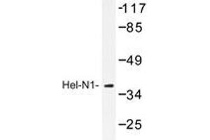 Western blot analysis of Hel-N1 antibody in extracts from HepG2 cell. (ELAVL2 antibody)