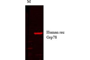 Western Blot analysis of Human cell lysates showing detection of GRP78 protein using Mouse Anti-GRP78 Monoclonal Antibody, Clone 1H11-1H7 . (GRP78 antibody  (Biotin))