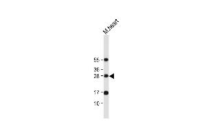 Anti-OAZ1 Antibody (N-term) at 1:2000 dilution + Mouse heart tissue lysate Lysates/proteins at 20 μg per lane. (OAZ1 antibody  (N-Term))
