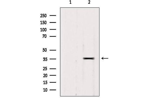 Raly antibody  (Internal Region)