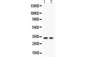 Anti- SFRP2 Picoband antibody, Western blottingAll lanes: Anti SFRP2  at 0. (SFRP2 antibody  (AA 104-295))