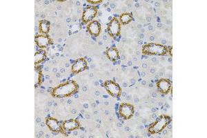 Immunohistochemistry of paraffin-embedded mouse kidney using SIGMAR1 antibody (ABIN5973191) (40x lens). (SIGMAR1 antibody)