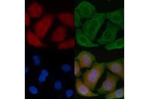 ABIN6264786 and ABIN6278631 staining Hela cells by IF/ICC.