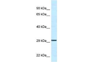 Ywhae antibody - C-terminal region  validated by WB using Mouse Kidney lysate at 1. (YWHAE antibody  (C-Term))