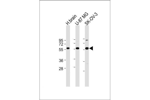 DYNC1LI2 antibody  (AA 152-180)
