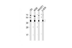 Western Blot at 1:2000 dilution Lane 1: 293 whole cell lysate Lane 2: A549 whole cell lysate Lane 3: NIH/3T3 whole cell lysate Lane 4: U-2OS whole cell lysate Lysates/proteins at 20 ug per lane.