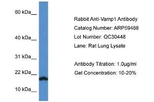 Western Blotting (WB) image for anti-Vesicle-Associated Membrane Protein 1 (Synaptobrevin 1) (VAMP1) (C-Term) antibody (ABIN2788089) (VAMP1 antibody  (C-Term))