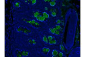 Image no. 3 for anti-Resistin Like beta (RETNLB) antibody (ABIN465495) (RETNLB antibody)