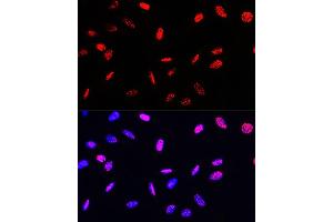 Immunofluorescence analysis of U-2 OS cells using Phospho-Histone H3-T45 Rabbit pAb (ABIN7267692) at dilution of 100 (40x lens). (Histone 3 antibody  (H3T45p))