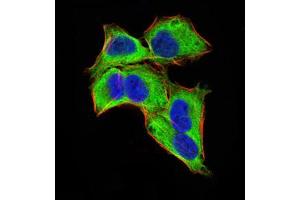 Immunofluorescence analysis of Hela cells using GLI1 mouse mAb (green).