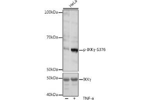 Western blot analysis of extracts of HeLa cells, using Phospho-IKKγ-S376 pAb (ABIN7267877) at 1:1000 dilution or IKKγ antibody (ABIN3021150, ABIN3021151, ABIN3021152 and ABIN6214025). (IKBKG antibody  (pSer376))