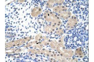 Image no. 1 for anti-Ribonuclease H2, Subunit A (RNASEH2A) (C-Term) antibody (ABIN202188) (RNASEH2A antibody  (C-Term))