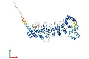 AlphaFold protein structure predicition of Mouse Recombinant Ankrd61 Protein, UniprotID Q9CQM6 (ANKRD61 Protein (AA 1-421) (His tag))
