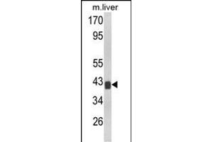 Western blot analysis of TOB1 Antibody (N-term) (ABIN652511 and ABIN2842342) in mouse liver tissue lysates (35 μg/lane). (Protein Tob1 (TOB1) (AA 54-83), (N-Term) antibody)
