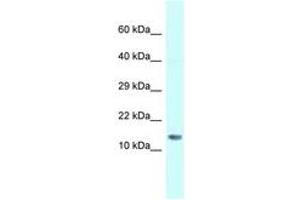 Image no. 1 for anti-Small Nuclear Ribonucleoprotein D1 Polypeptide 16kDa (SNRPD1) (N-Term) antibody (ABIN6747659) (SNRPD1 antibody  (N-Term))