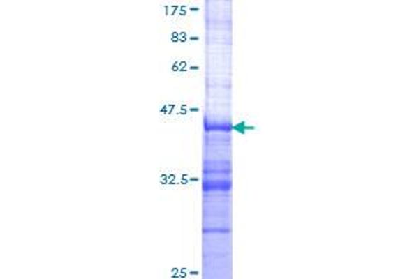 SH2D3A Protein (AA 460-575) (GST tag)