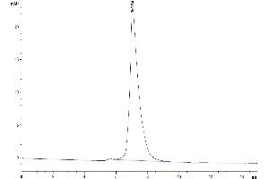 The purity of Mouse OSCAR is greater than 95 % as determined by SEC-HPLC. (OSCAR Protein (AA 19-228) (Fc Tag))
