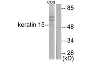 Western blot analysis of extracts from COS7 cells, using Keratin 15 Antibody. (KRT15 antibody  (AA 1-50))