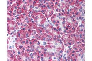 Anti-KCNN4 antibody IHC of human pancreas. (KCNN4 antibody  (N-Term))