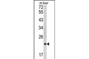 Western blot analysis of SPCS3 antibody (C-term) (ABIN390623 and ABIN2840930) in mouse liver tissue lysates (35 μg/lane).