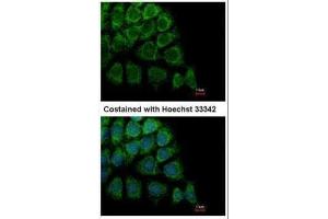 ICC/IF Image Immunofluorescence analysis of methanol-fixed Hep3B, using HYOU1, antibody at 1:500 dilution. (HYOU1 antibody  (C-Term))