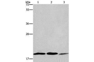 Western Blot analysis of 293T, Jurkat and NIH/3T3 cell using RAP1B Polyclonal Antibody at dilution of 1:550 (RAP1B antibody)