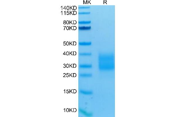 NCR3 Protein (His-Avi Tag)