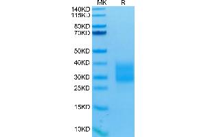 Human NKp30 on Tris-Bis PAGE under reduced conditions. (NCR3 Protein (His-Avi Tag))