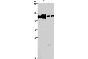 Western Blotting (WB) image for anti-Minichromosome Maintenance Complex Component 6 (MCM6) antibody (ABIN2421837) (MCM6 antibody)