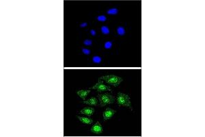 Confocal immunofluorescent analysis of CBFB Antibody (Center) (ABIN390892 and ABIN2841100) with 293 cell followed by Alexa Fluor® 488-conjugated goat anti-rabbit lgG (green). (CBFB antibody  (AA 61-90))