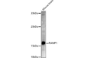 Western blot analysis of extracts of Mouse brain, using R antibody (ABIN6132582, ABIN6146672, ABIN6146673 and ABIN6222096) at 1:500 dilution. (RAMP1 antibody  (AA 27-117))