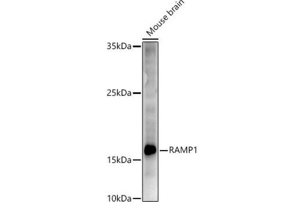 RAMP1 anticorps  (AA 27-117)