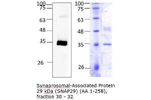Western Blotting (WB) image for Synaptosomal-Associated Protein, 29kDa (SNAP29) (AA 1-258) protein (Strep Tag) (ABIN3111325) (SNAP29 Protein (AA 1-258) (Strep Tag))