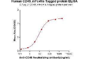ELISA plate pre-coated by 2 μg/mL (100 μL/well) Human CD40, mFc-His tagged protein (ABIN6961088) can bind Anti-CD40 Neutralizing antibody in a linear range of 0.