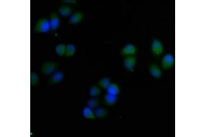 Immunofluorescence staining of Hela cells with ABIN7166066 at 1:50, counter-stained with DAPI. (S1A7 (AA 2-101) antibody)