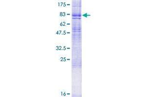 Image no. 1 for Histamine Receptor H1 (HRH1) (AA 1-487) protein (GST tag) (ABIN1307067) (HRH1 Protein (AA 1-487) (GST tag))