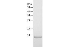 Western Blotting (WB) image for Chemokine (C Motif) Ligand 2 (XCL2) (AA 22-114) protein (His-IF2DI Tag) (ABIN7122260)