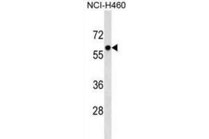 Western Blotting (WB) image for anti-Primase, DNA, Polypeptide 2 (58kDa) (PRIM2) antibody (ABIN2999453) (PRIM2 antibody)