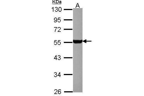 Serotonin Receptor 1A antibody