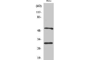 Western Blot analysis of various cells using Caspase-10 B/C Polyclonal Antibody. (Caspase 10 B/C (AA 400-480) antibody)