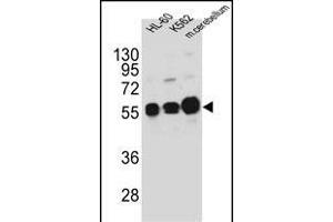 CK1G Antibody (Center ) (ABIN391377 and ABIN2841388) western blot analysis in HL-60,K562 cell line and mouse cerebellum tissue lysates (35 μg/lane). (CAMK1G antibody  (AA 211-241))