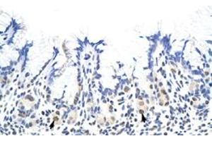 Immunohistochemical staining (Formalin-fixed paraffin-embedded sections) of human stomach with HNRNPA1L2 polyclonal antibody  at 4-8 ug/mL working concentration. (HNRNPA1L2 antibody  (N-Term))