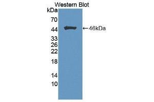 Western Blotting (WB) image for anti-Fibroblast Growth Factor 1 (Acidic) (FGF1) (AA 16-155) antibody (ABIN3201216) (FGF1 antibody  (AA 16-155))