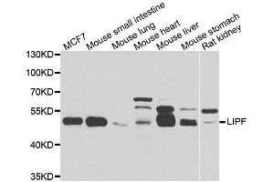 Western blot analysis of extracts of various cell lines, using LIPF antibody. (LIPF antibody  (AA 219-398))
