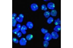 Immunofluorescent staining of HeLa cells with NCL monoclonal antibody, clone NCL/902  (Green).