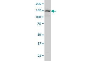 Symplekin antibody  (AA 1-533)