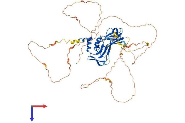 T-Bet Protein (AA 1-530) (His tag)