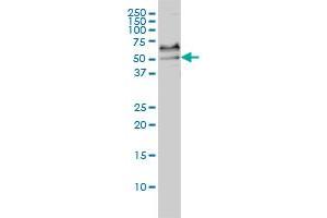 SRF monoclonal antibody (M02), clone 1C8 Western Blot analysis of SRF expression in Hela S3 NE . (SRF antibody  (AA 406-508))