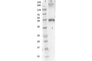 Western Blot Results of Anti-Peroxidase Antibody. (Peroxidase antibody)