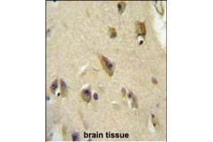 OL6 Antibody (Center) 10113c immunohistochemistry analysis in formalin fixed and paraffin embedded human brain tissue followed by peroxidase conjugation of the secondary antibody and DAB staining. (APOL6 antibody  (AA 126-155))